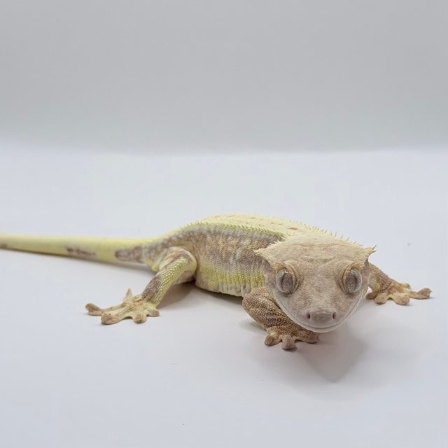 텐저린 릴리화이트