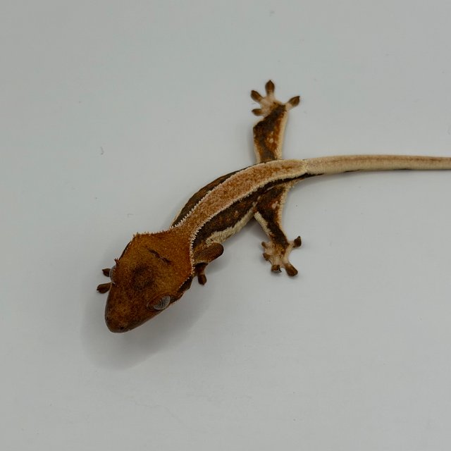 텐저린 풀핀 솔리드백 릴리화이트 화이트핀