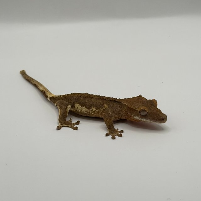 팬텀 릴리화이트