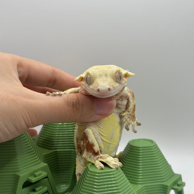 릴리화이트
