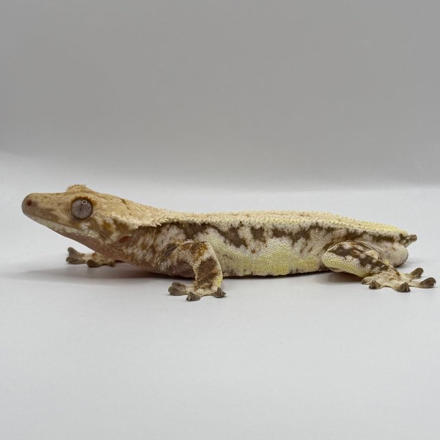 릴리화이트 풀핀 드리피 화이트스팟 트라이