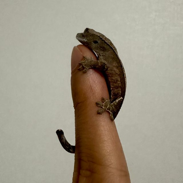카푸치노
