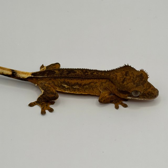 화이트스팟 스트로베리 크림