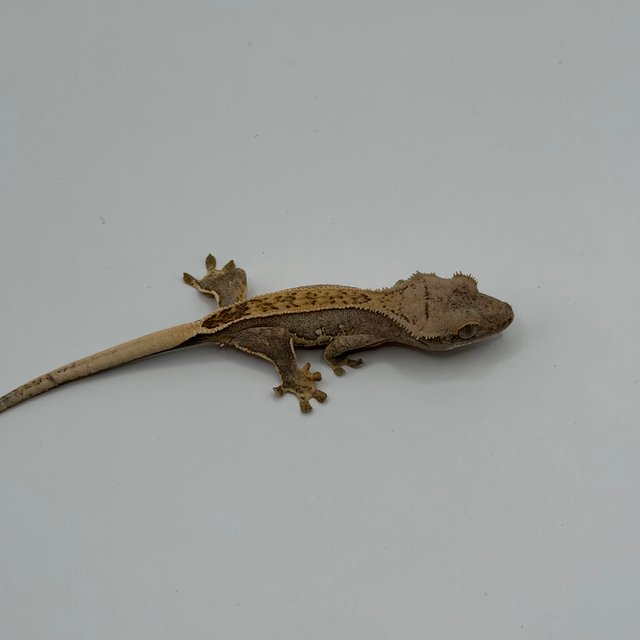 드리피 화이트스팟