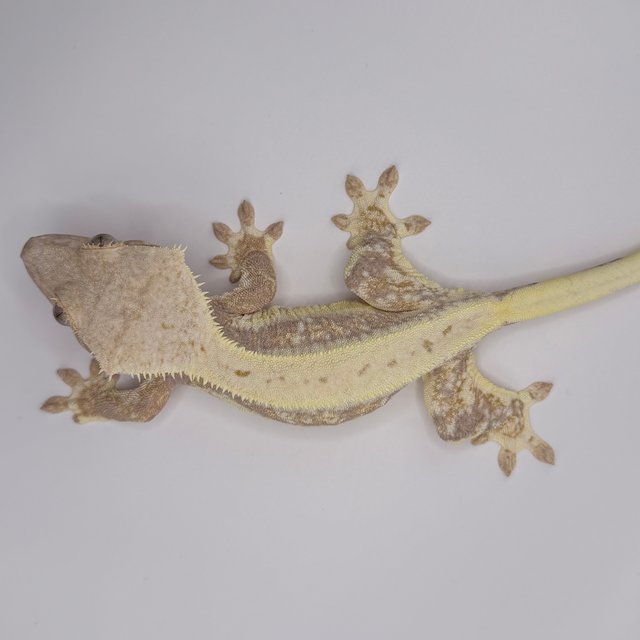 텐저린 릴리화이트