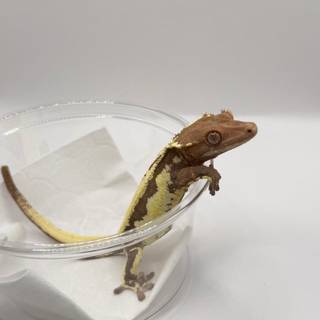 크림 프라푸치노