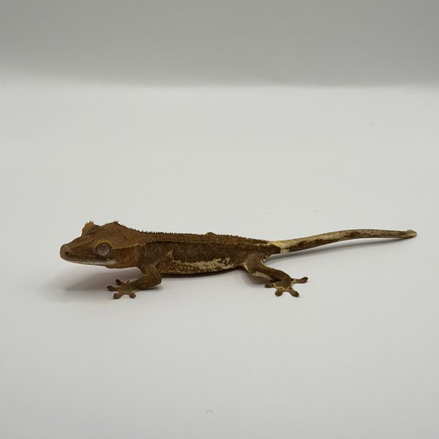 팬텀 릴리화이트