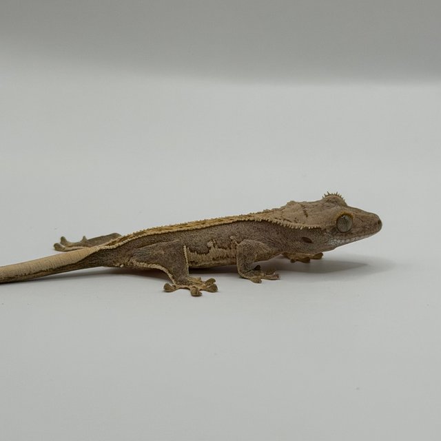 드리피 화이트스팟