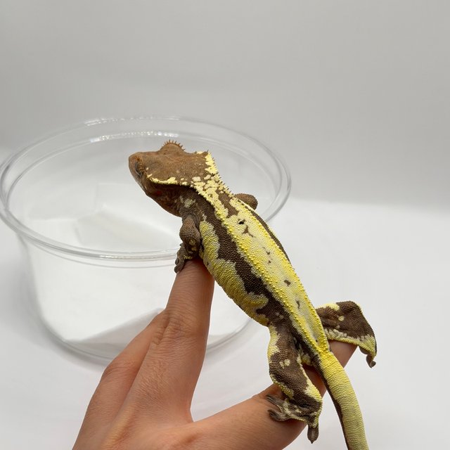 크림 프라푸치노