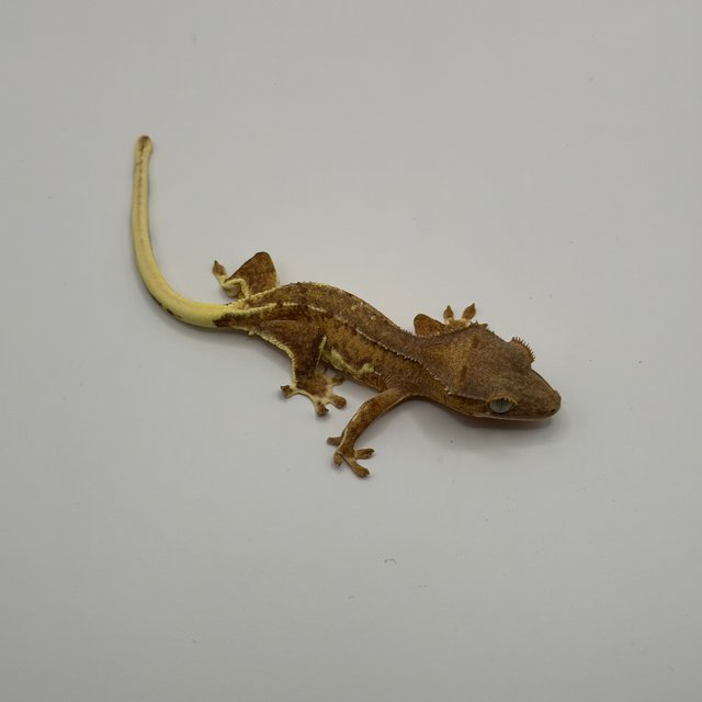 크림시클 팬텀 릴리화이트