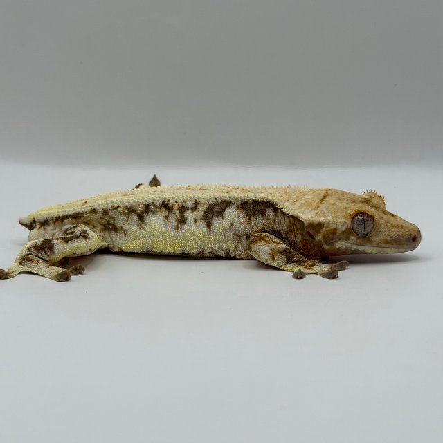 릴리화이트 풀핀 드리피 화이트스팟 트라이