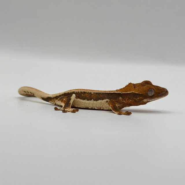 텐저린 풀핀 솔리드백 릴리화이트 화이트핀