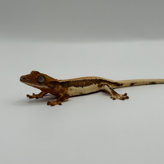 텐저린 풀핀 솔리드백 릴리화이트 화이트핀