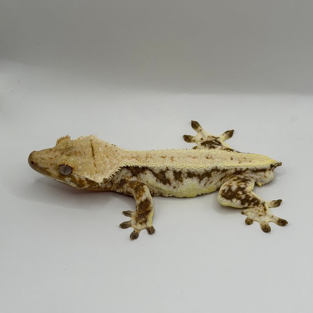 릴리화이트 풀핀 드리피 화이트스팟 트라이