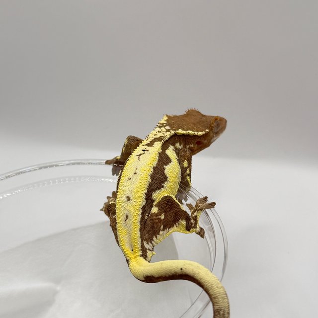 크림 프라푸치노