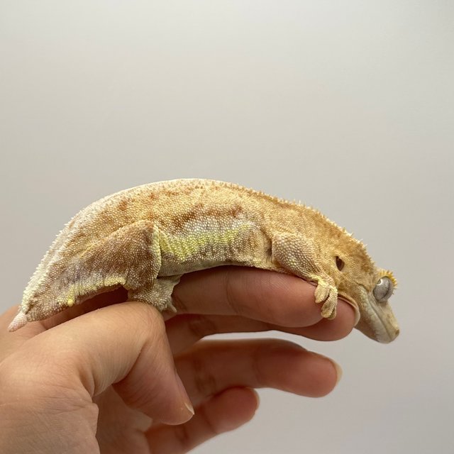 크림 스트로베리 팬텀 릴리화이트