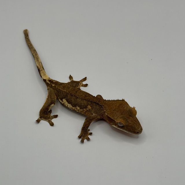 팬텀 릴리화이트