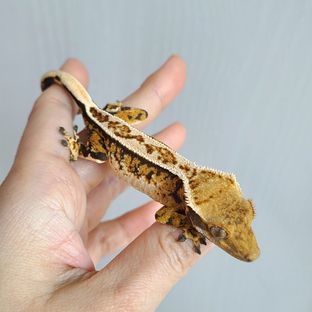 트라이 익스트림할리퀸 화이트핀