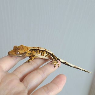 트라이 익스트림할리퀸