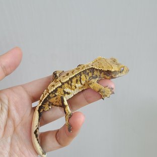 트라이 익스트림할리퀸