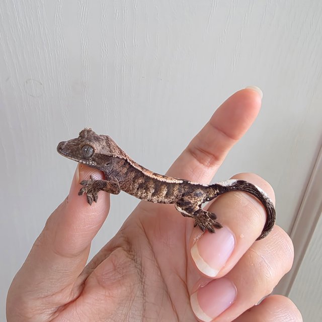 세이블