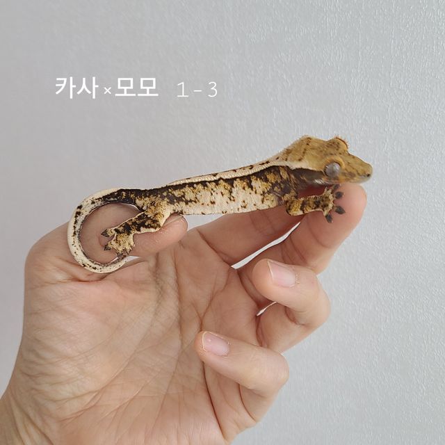 화이트 노멀 익스트림할리퀸 트라이