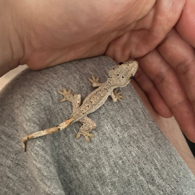 달마시안