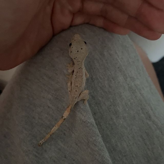 달마시안