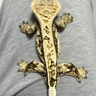 노멀 화이트스팟 트라이 풀핀 다크