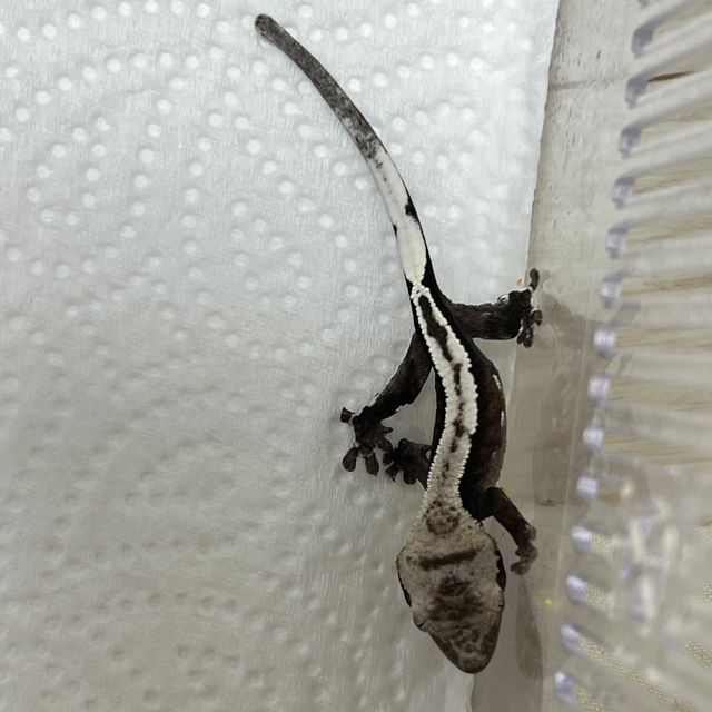 아잔틱