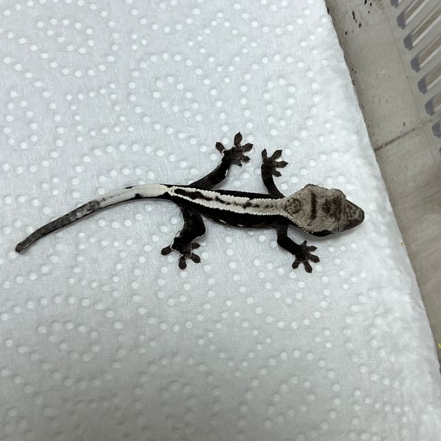 아잔틱