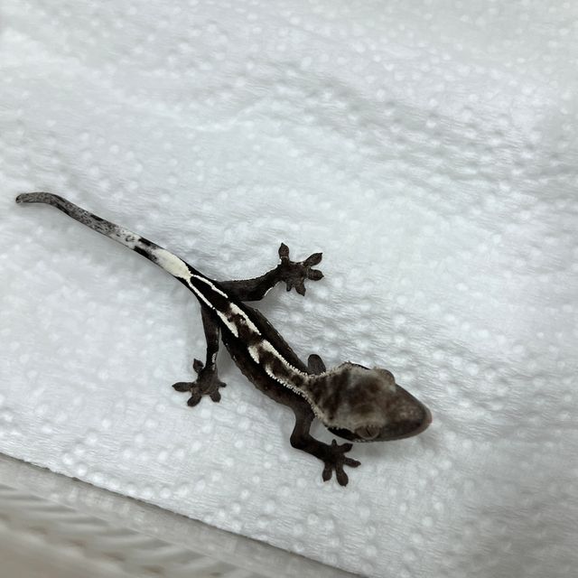 아잔틱