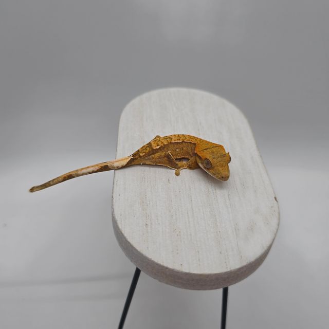 노멀