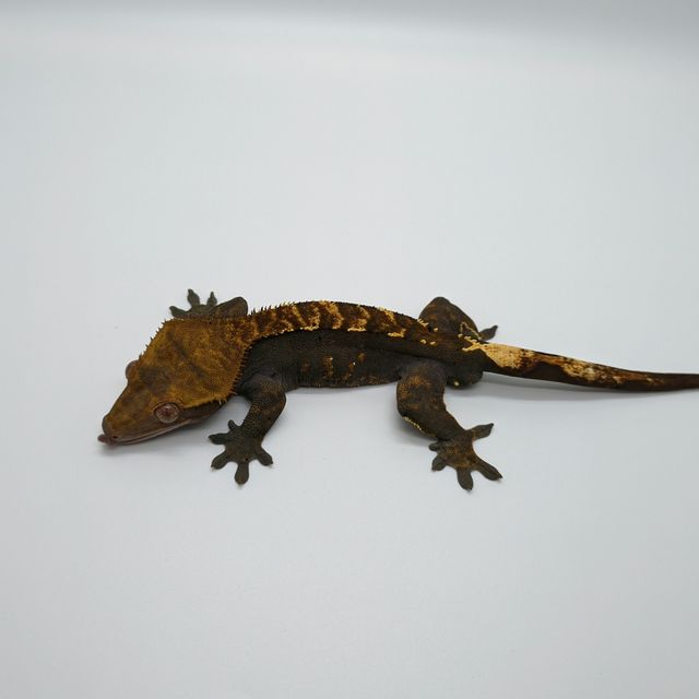 다크 플레임