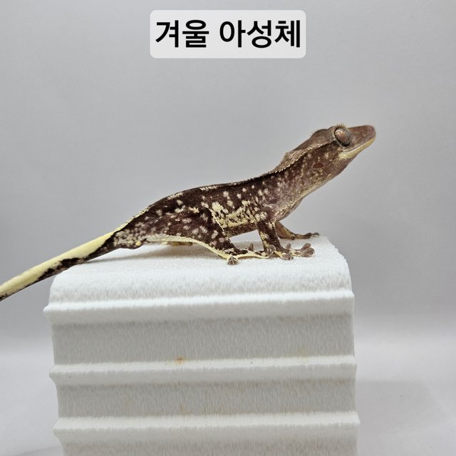 릴잔틱