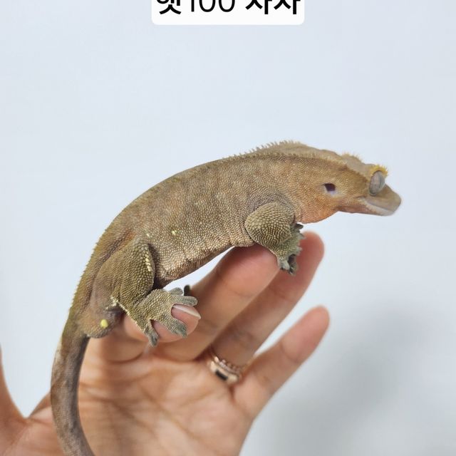 바이 100%헷아잔틱 레드 화이트포트홀