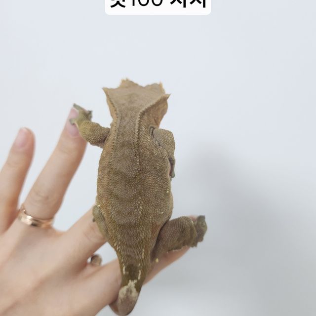 바이 100%헷아잔틱 레드 화이트포트홀