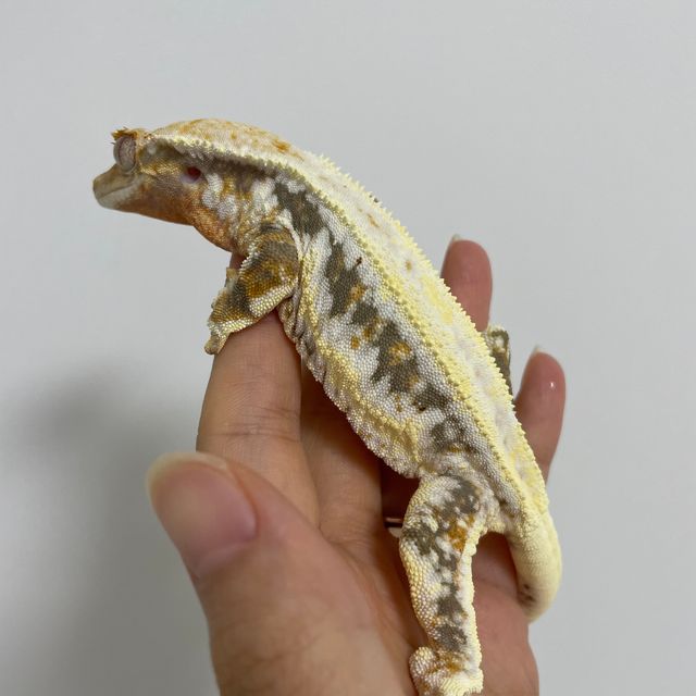 릴리100%헷아잔틱