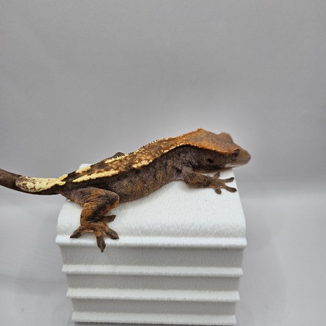 세이블 100%헷아잔틱