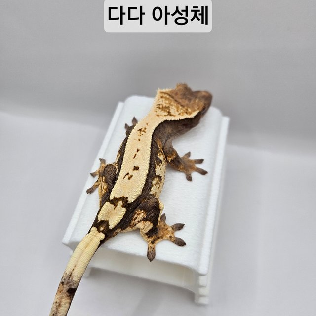 세이블