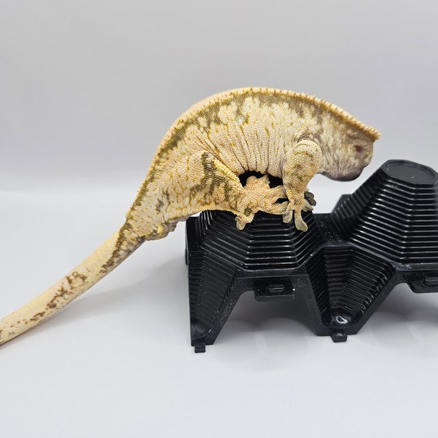 노멀 익스트림할리퀸