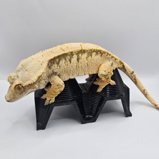 노멀 익스트림할리퀸