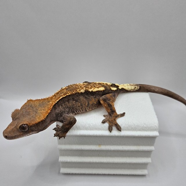 세이블 100%헷아잔틱