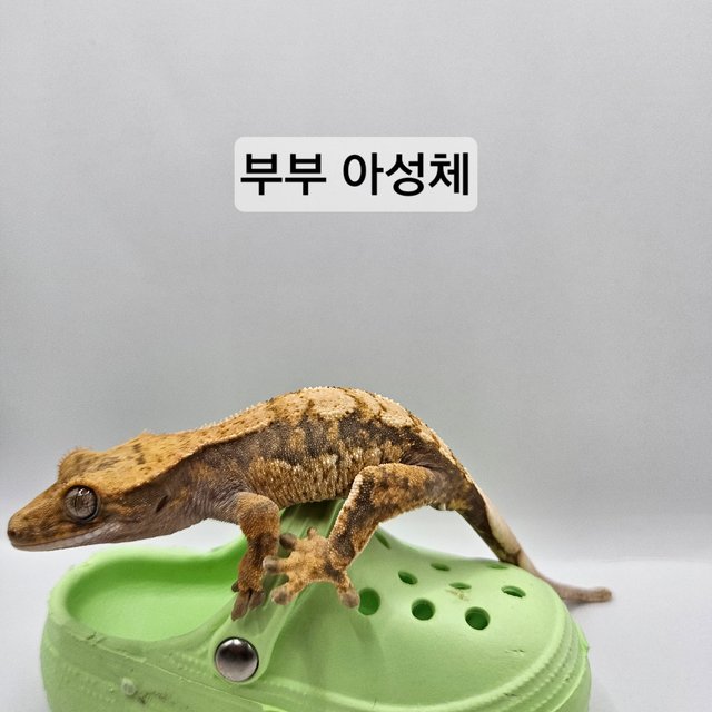 100%헷아잔틱
