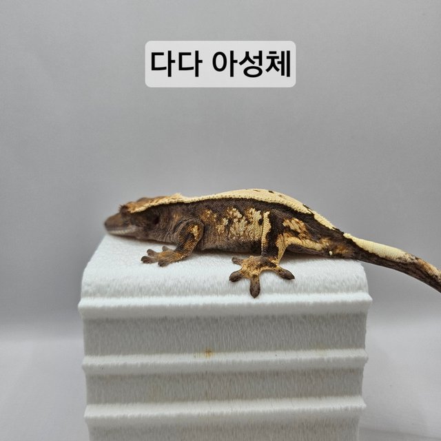 세이블