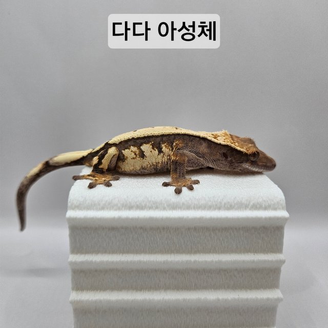 세이블