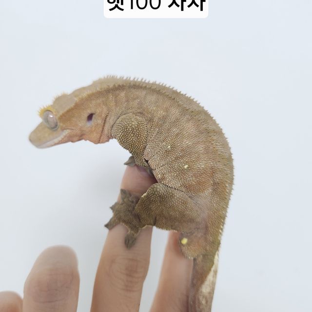 바이 100%헷아잔틱 레드 화이트포트홀