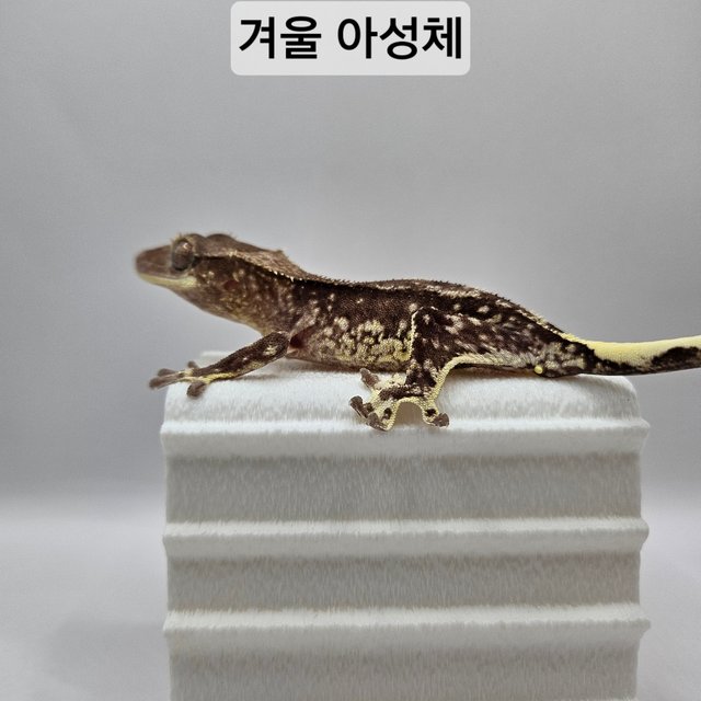 릴잔틱