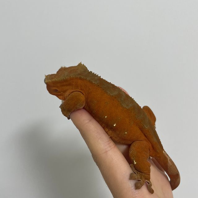 레드 바이
