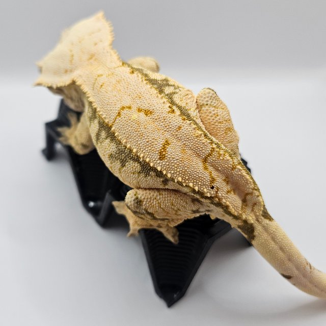 노멀 익스트림할리퀸